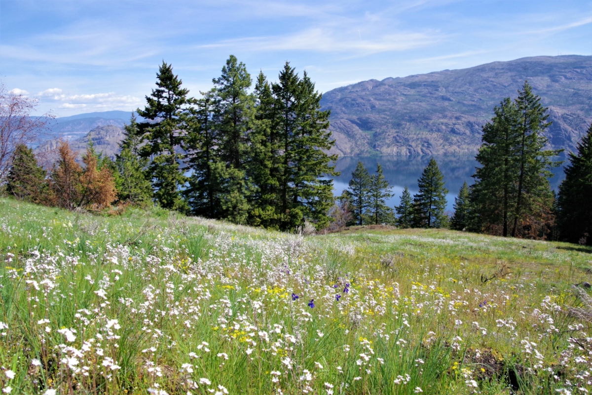 Okanagan and Similkameen Invasive Species Society South Okanagan
